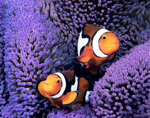 Percula Clownfish Pair